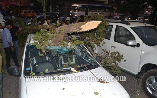 tree collapse 2